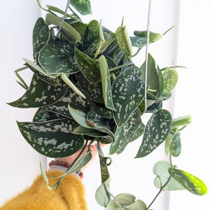 May include: A hanging Scindapsus pictus plant with large, heart-shaped leaves. The leaves are a deep green color with silver variegation. The plant is suspended by a wire hanger against a white background.