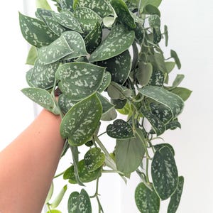 May include: A trailing Scindapsus pictus plant featuring heart-shaped, dark green leaves with irregular silver-grey variegation and speckles. The plant has multiple long, flexible stems with foliage cascading downwards from a hanging planter.