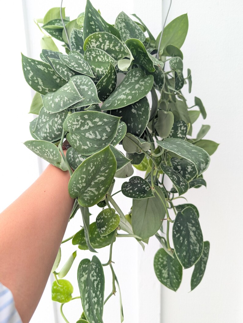 May include: A trailing Scindapsus pictus plant featuring heart-shaped, dark green leaves with irregular silver-grey variegation and speckles. The plant has multiple long, flexible stems with foliage cascading downwards from a hanging planter.