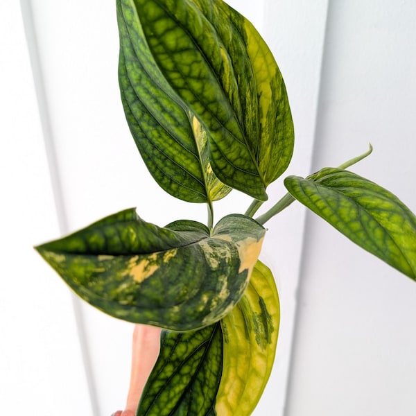 Monstera Peru Karstenianum Aurea Variegated Plant 4" pot