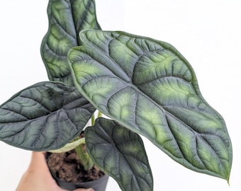 Anthurium Papillilaminum 