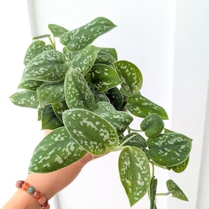 May include: A trailing Scindapsus pictus plant featuring heart-shaped, dark green leaves with irregular silver-grey variegation and speckles. The foliage is dense and cascading, with a smooth texture and distinct light-colored margins on each leaf.
