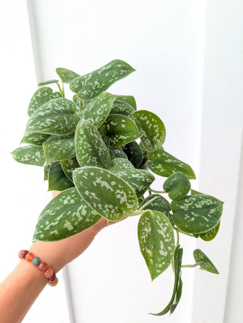May include: A trailing Scindapsus pictus plant featuring heart-shaped, dark green leaves with irregular silver-grey variegation and speckles. The foliage is dense and cascading, with a smooth texture and distinct light-colored margins on each leaf.
