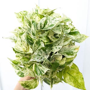 Pothos Marble Queen