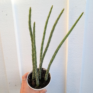 May include: A potted succulent plant with long, green, cylindrical stems and white stripes. The plant is in a white plastic pot, held by a hand with gold rings. The background is a white wall.