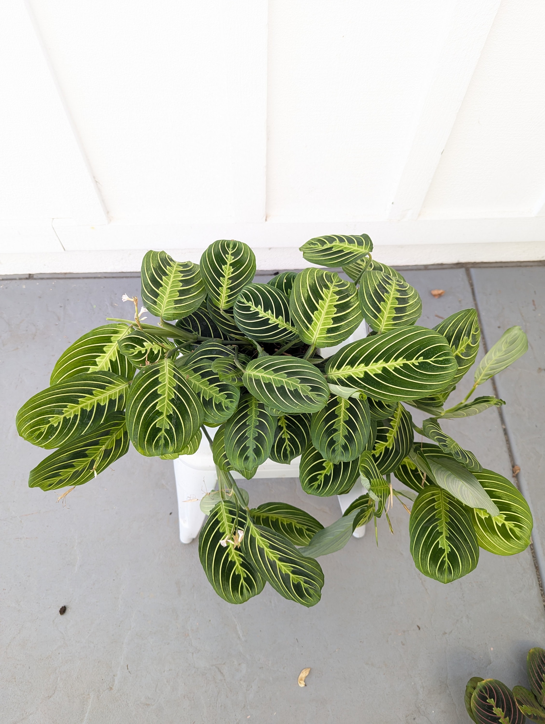 Lemon Lime Maranta Plant 6" Pot
