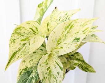 Pothos Marble Queen Plant 4" Pot