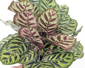 Calathea Makoyana ( the Peacock Plant) Starter Plant (ALL STARTER PLANTS  Require You to Purchase 2 Plants!) - Etsy