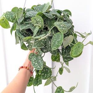 May include: A hanging Scindapsus pictus plant featuring heart-shaped green leaves with distinct silver-grey variegation and speckles. The trailing vines extend from a central pot, showcasing a dense foliage pattern with a matte texture.