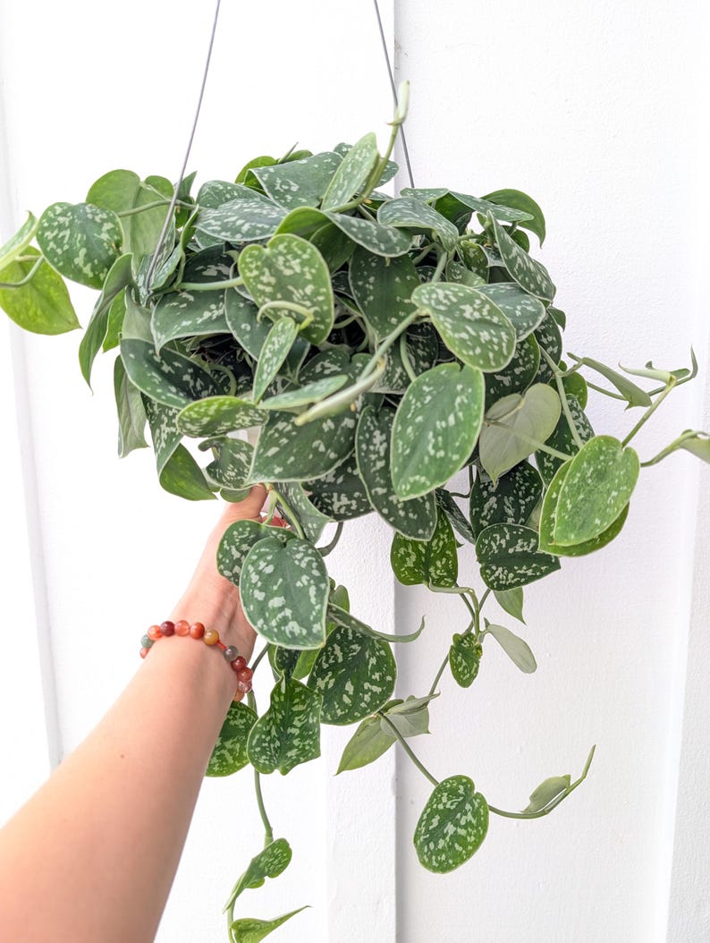 May include: A hanging Scindapsus pictus plant featuring heart-shaped green leaves with distinct silver-grey variegation and speckles. The trailing vines extend from a central pot, showcasing a dense foliage pattern with a matte texture.