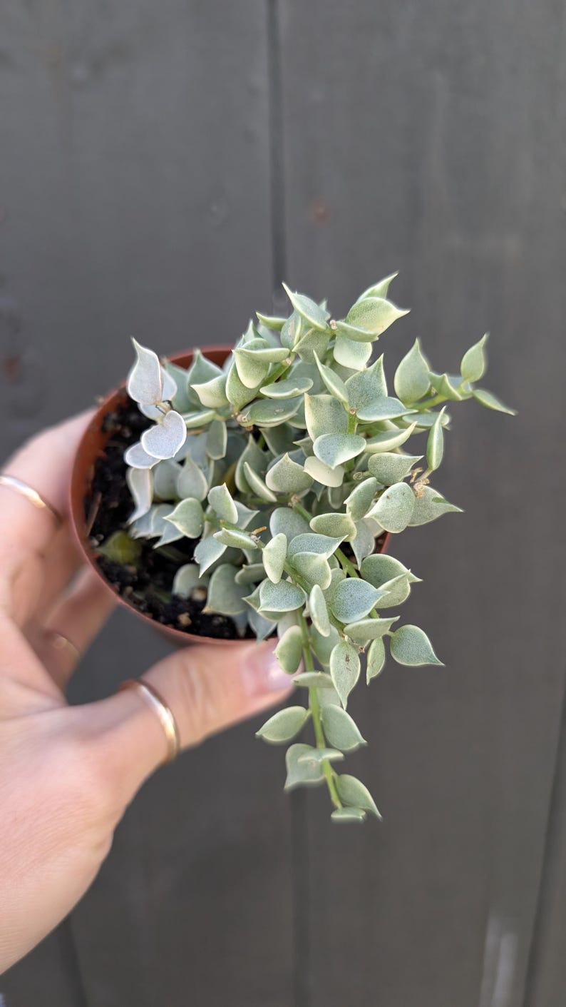 Dischidia Ruscifolia Plant - Thumbnail 5