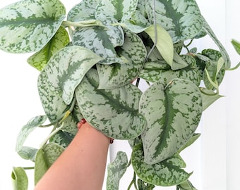 Scindapsus Pictus Exotica Silver Pothos