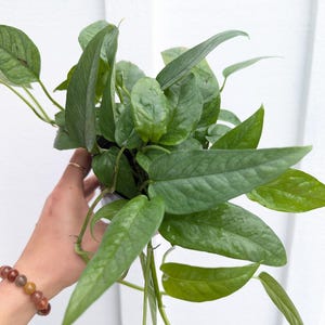 Pothos Cebu Blue
