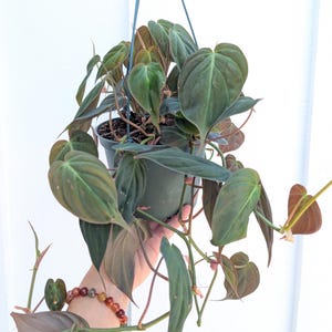 monstera plant temperature Monstera deliciosa Mint