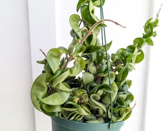 May include: A Hoya carnosa compacta plant with thick, curled, dark green leaves growing in a green plastic hanging pot. The plant features multiple trailing stems with tightly clustered, waxy foliage suspended by a green plastic hanger.