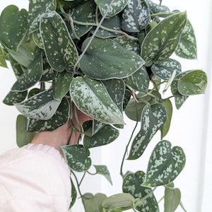 succulent plant elephant bush #7 Portulacaria afra Elephant Bush Variegated