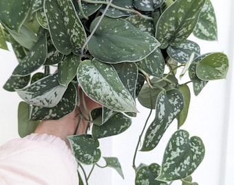 Pothos Satin Philly: Beginner Friendly Indoor Vine – Low