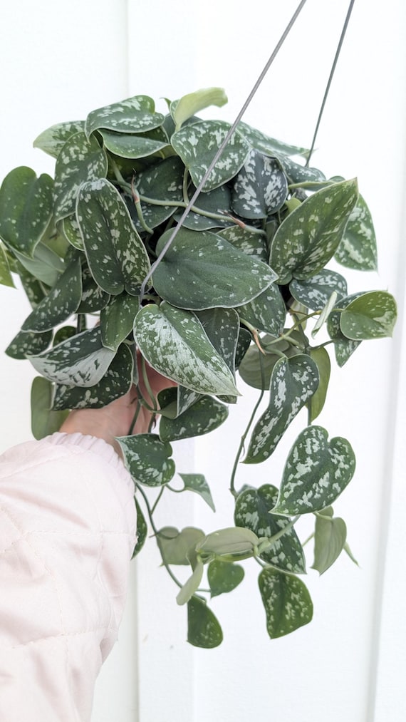 Scindapsus Pictus Argyraeus Silver Satin Pothos