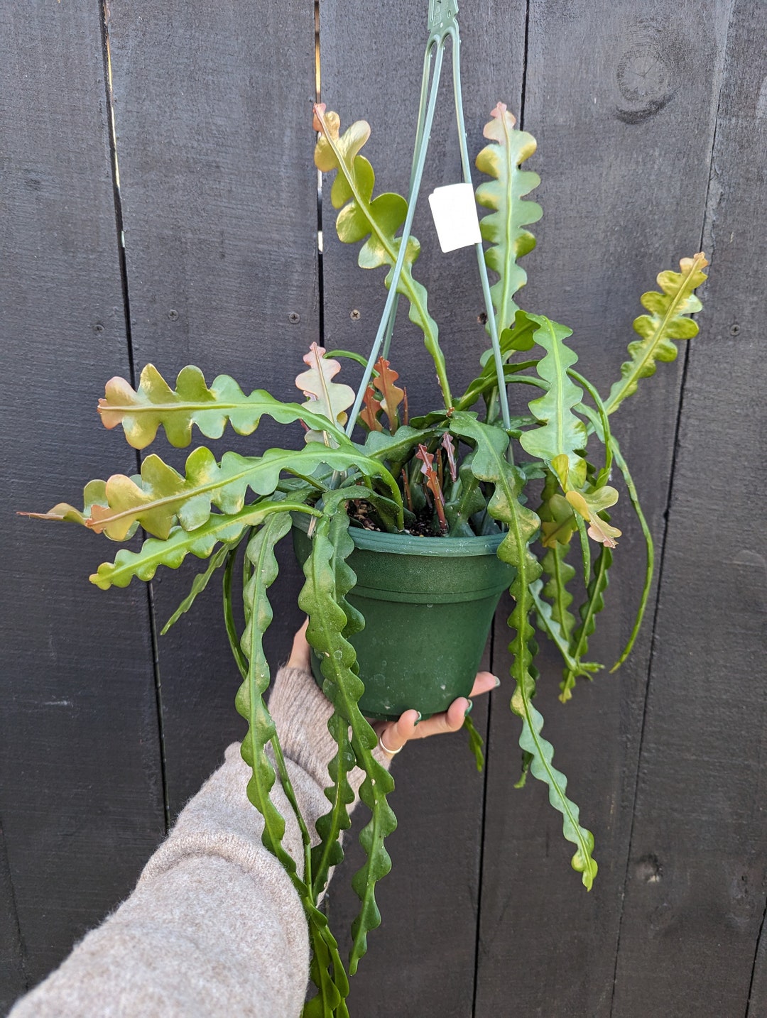 Epiphyllum Anguliger Ric Rac Cactus Fire Etsy