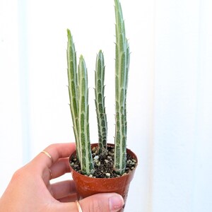 Pickle Plant 2" Pot