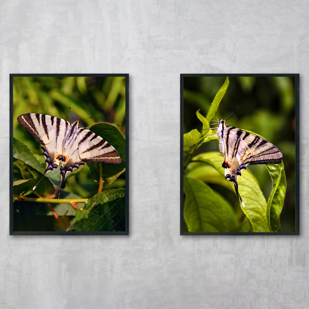 Set of 2 Printable Butterfly Photos, Butterfly Printable Wall Art ...