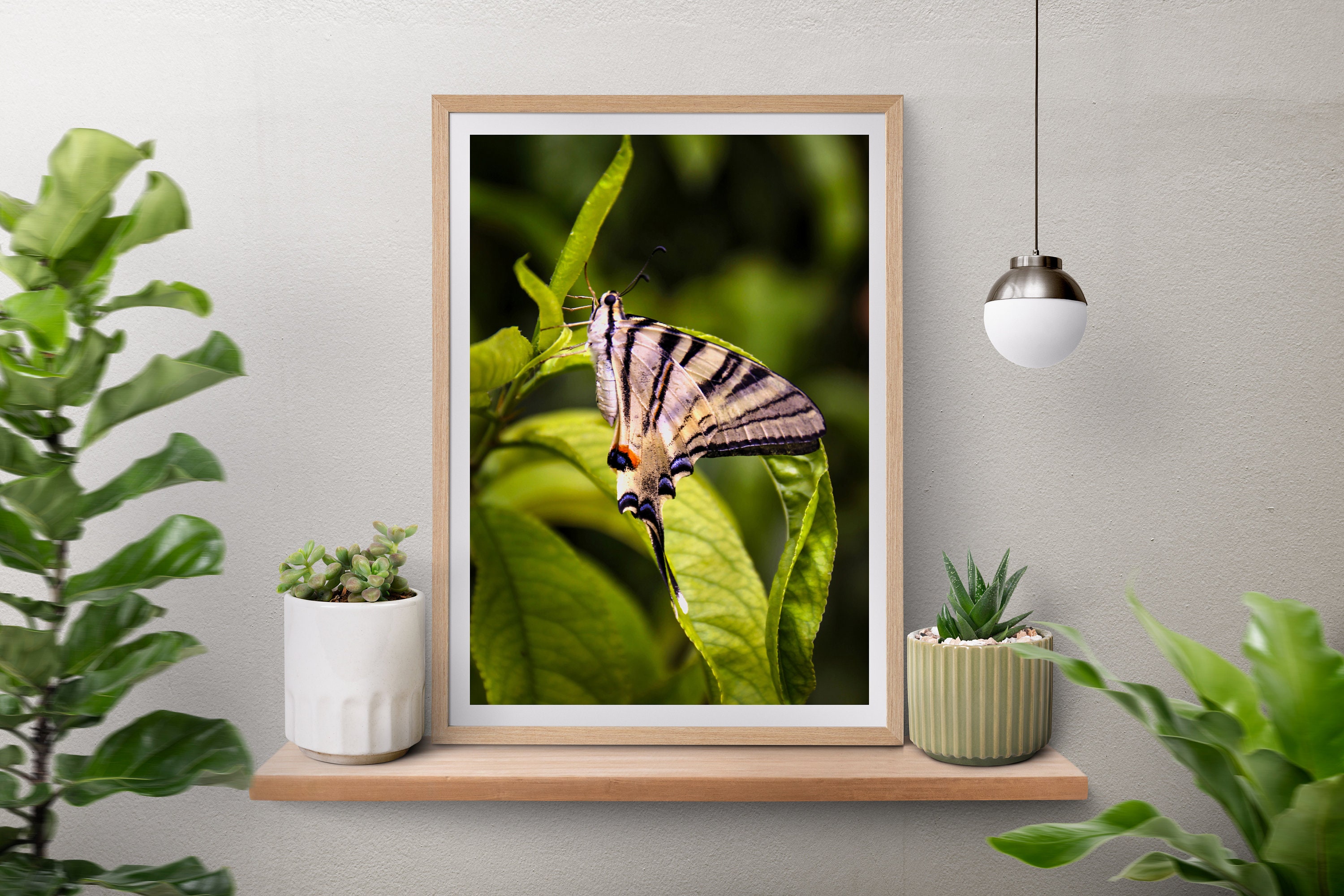 Set of 2 Printable Butterfly Photos, Butterfly Printable Wall Art ...