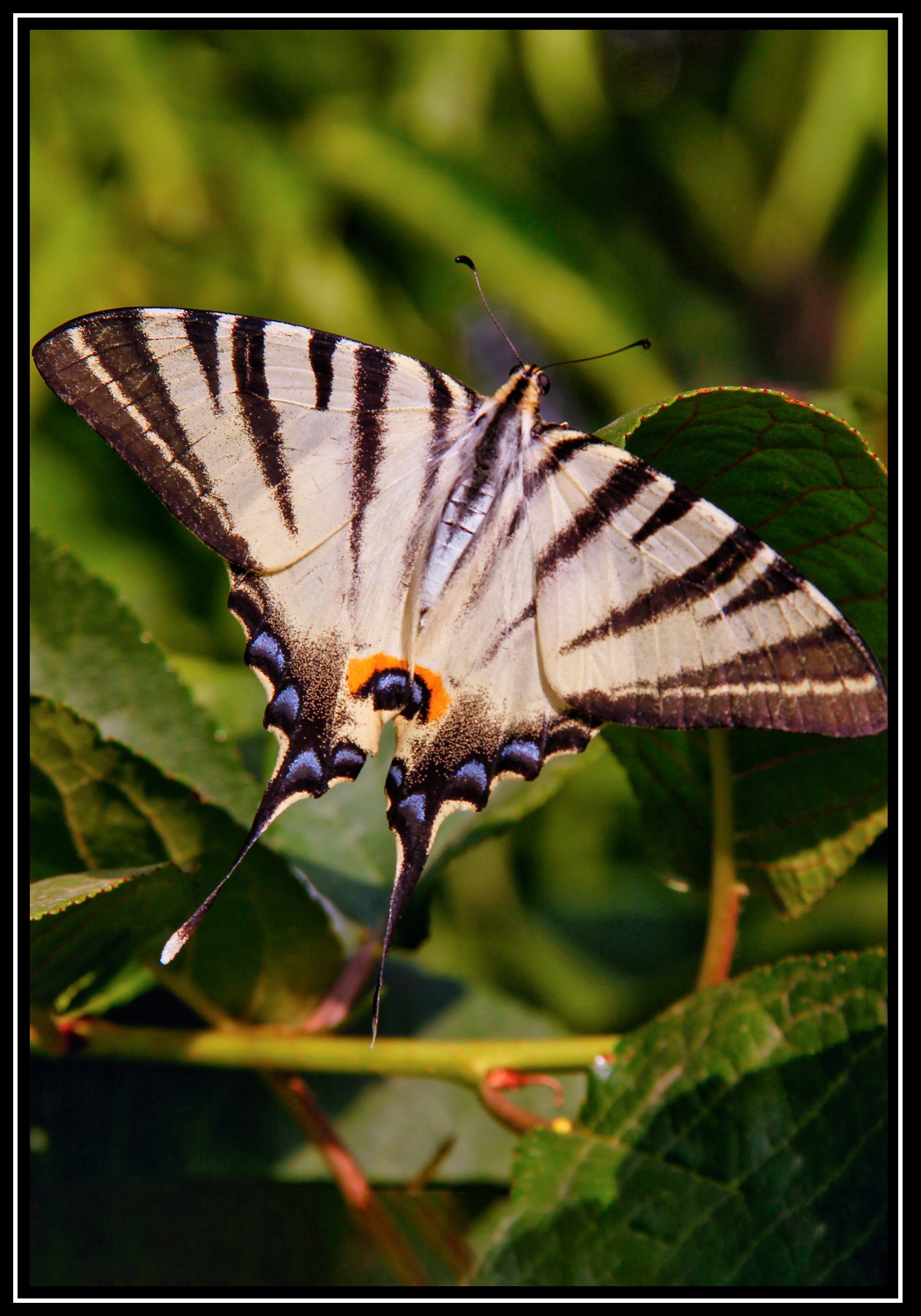 Set of 2 Printable Butterfly Photos, Butterfly Printable Wall Art ...