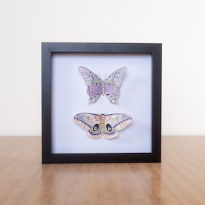 Scatola di ombre di farfalla e falena, farfalle dipinte di fintadermia