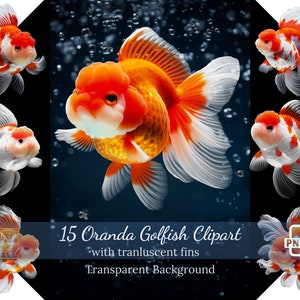 Coleção de clipart de peixes dourados Oranda com barbatanas translúcidas • Ilustrações extravagantes de peixes dourados com licença comercial gratuita • PNGs de alta resolução