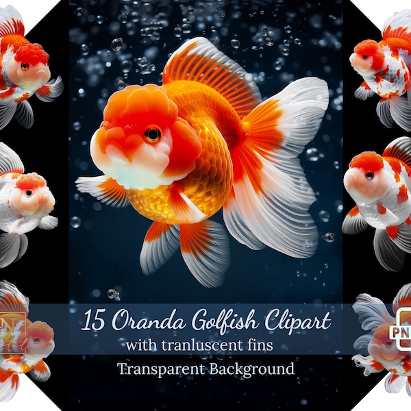 Oranda Goldfish with Translucent Fins Clipart Collection • Fancy Goldfish Illustrations With Free Commercial License • Hight Resolution PNGs