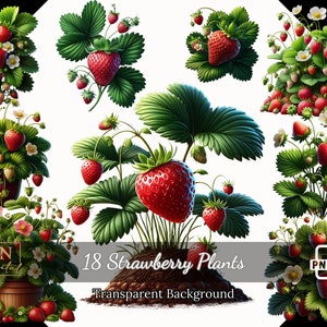 18 collections de cliparts de fraisiers avec licence commerciale gratuite • Illustrations de plantes fruitières • PNG haute résolution