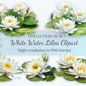 Clipartcollectie witte waterlelies • Waterlelies illustratie met transparante achtergrond • PNG-indeling • Direct downloaden