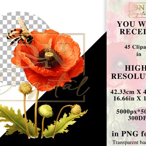 45 Watercolor Poppies Clipart Collection With Free Commercial License • Red Poppy Ilustrations • Blooming Watercolor Red Poppies image 2