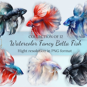 Aquarell Beta Fisch Clipart Sammlung mit kostenloser kommerzieller Lizenz • Siamesische Kampffisch Ilustrationen • Hohe Auflösung PNG-Dateien