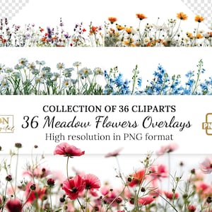36 overlays weidebloemen/clipartcollectie • Natuurlijke bloemenillustraties • Realistische wilde bloemen met transparante achtergrondfoto-overlays