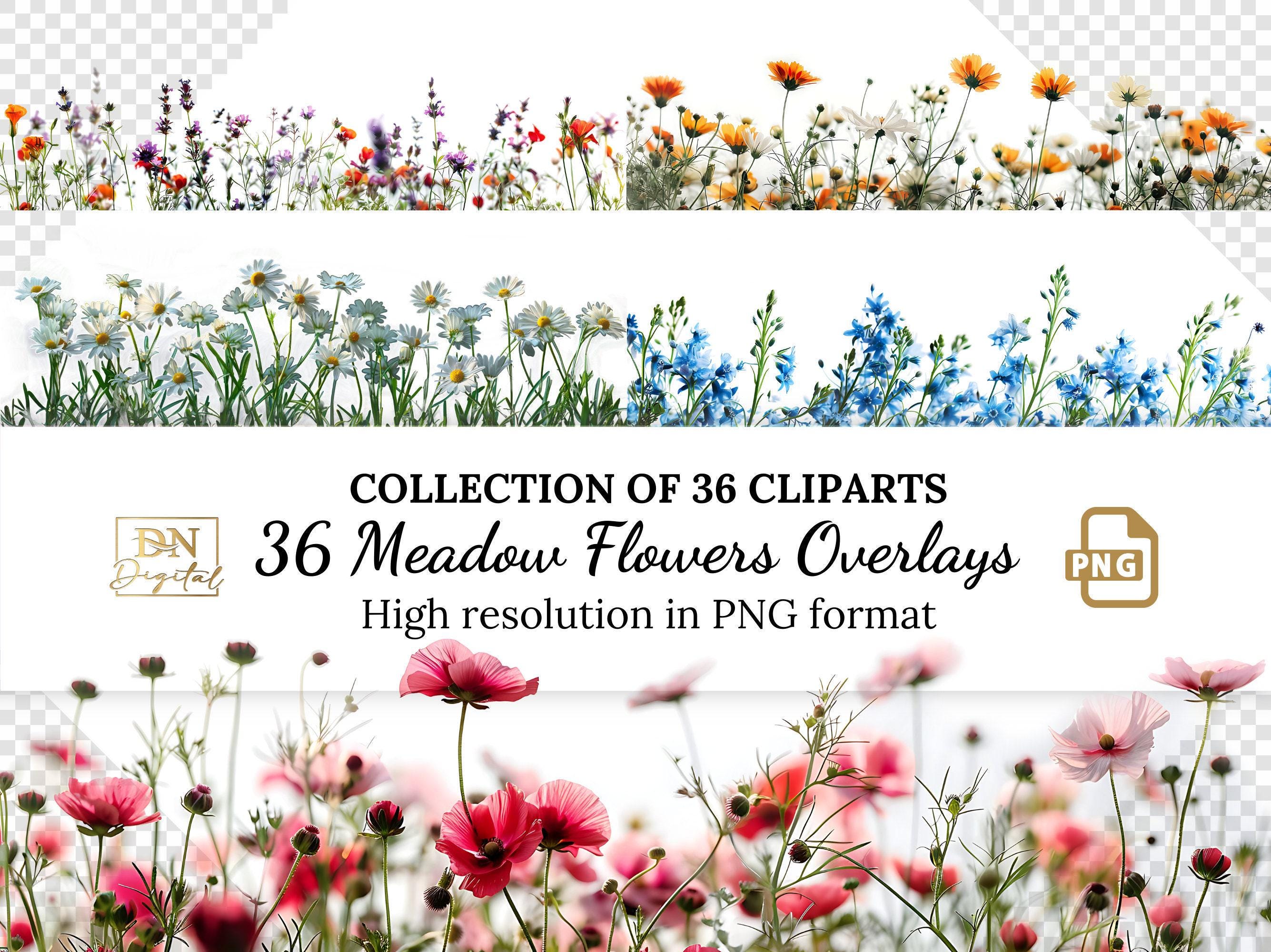 36 Meadow Flowers Overlays/Clipart Collection • Natural Flowers Clip Art • Realistic Wildflowers with Transparent Background Photo Overlays