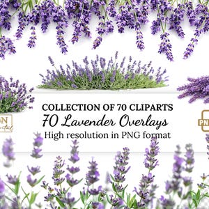 70 lavendel-overlays/clipartcollectie • Natuurlijke bloemen illustraties • Realistische lavendelbloemen met transparante achtergrond foto-overlays