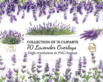 May include: A collection of 70 digital clipart images of lavender flowers in various arrangements. The images are high resolution and in PNG format.  The text "COLLECTION OF 70 CLIPARTS 70 Lavender Overlays High resolution in PNG format" is displayed on a white background.