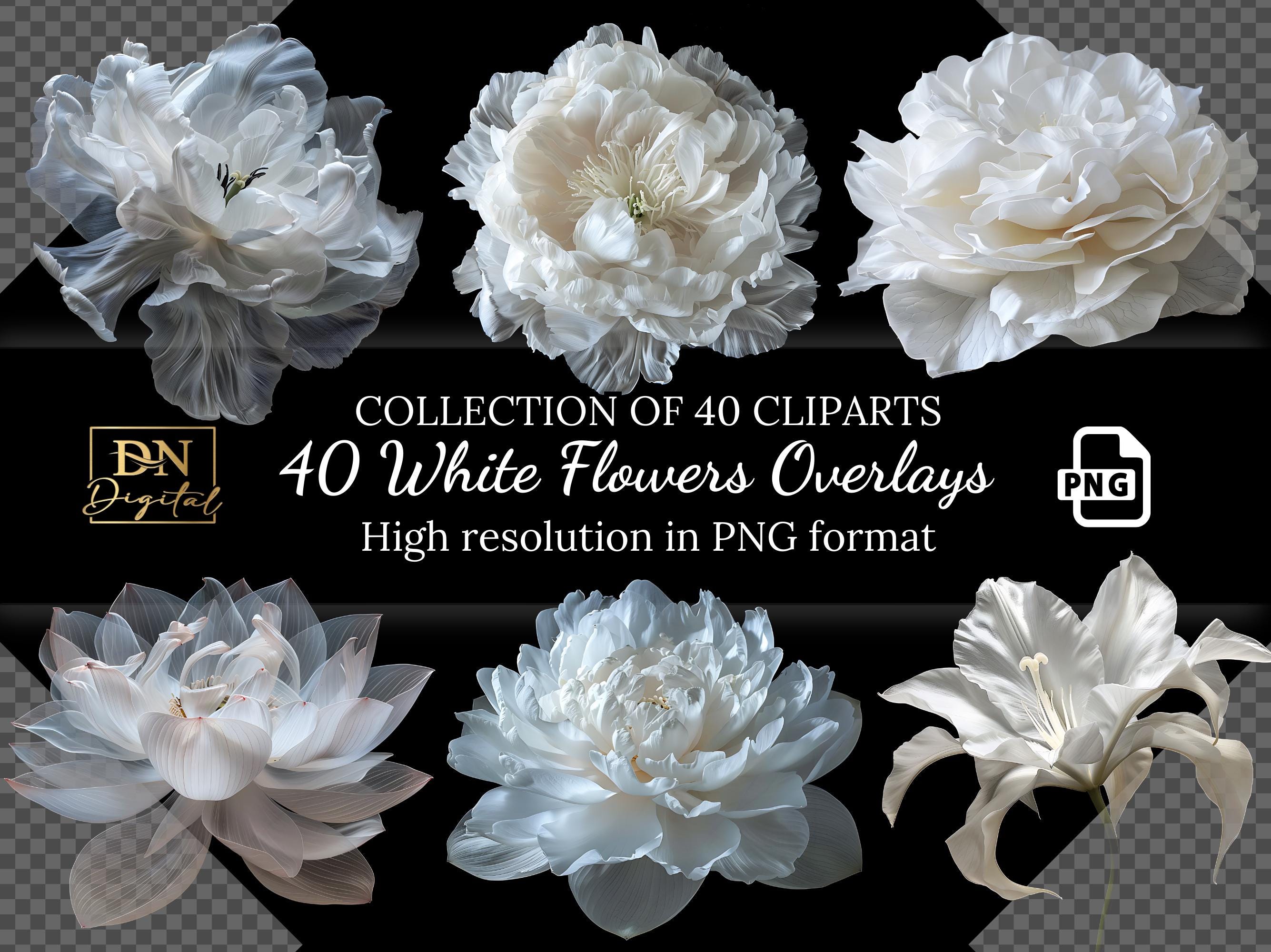 40 White Flowers Overlays/Clipart Collection With Free Commercial License • Floral Maternity Illustrations Bundle • Hight Resolution PNG