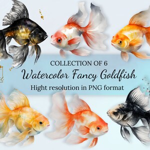 Collection de cliparts de poissons rouges fantaisie aquarelle avec licence commerciale gratuite • Illustrations de poissons rouges fantaisie • Fichiers PNG haute résolution