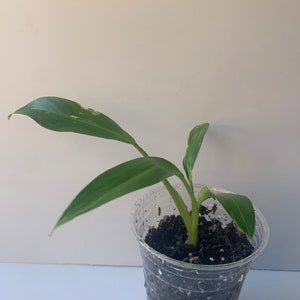 Variegated Imperial Green Philodendron Fully rooted A