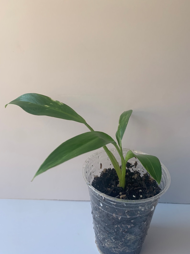 Variegated Imperial Green Philodendron Fully rooted A
