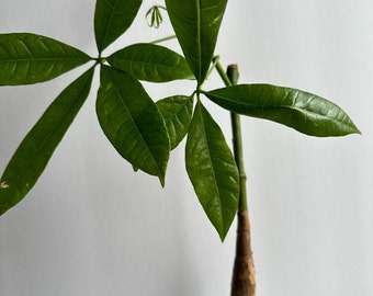 Lightly Variegated Money Tree