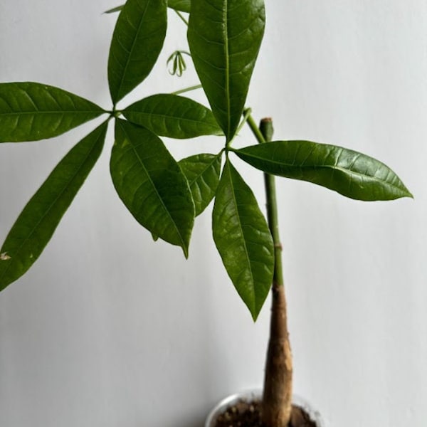 Lightly Variegated Money Tree