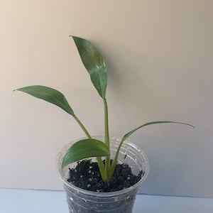 Variegated Imperial Green Philodendron image 1