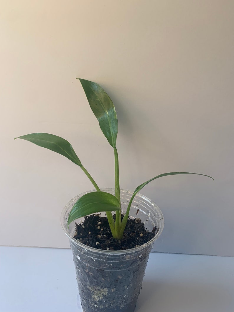 Variegated Imperial Green Philodendron image 1