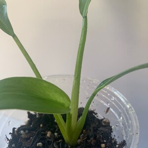 Variegated Imperial Green Philodendron image 7