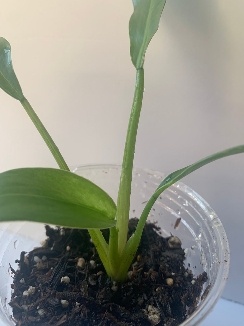 Variegated Imperial Green Philodendron image 7