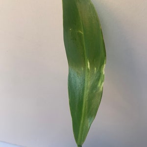 Variegated Imperial Green Philodendron image 6