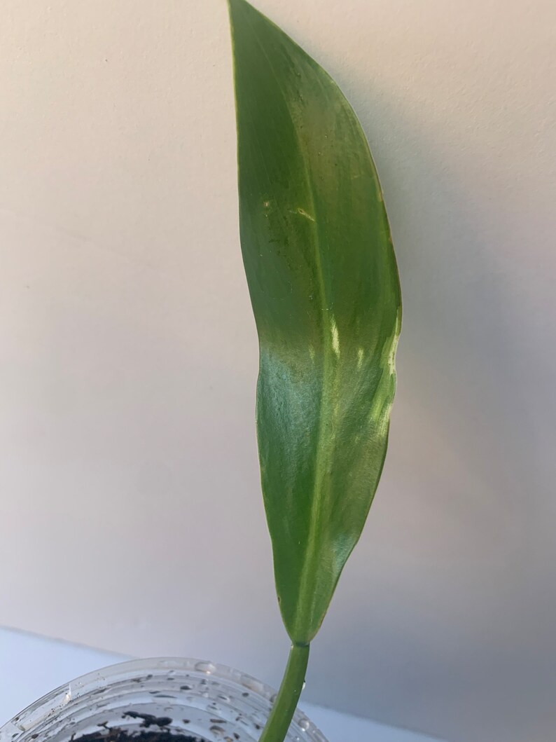 Variegated Imperial Green Philodendron image 6